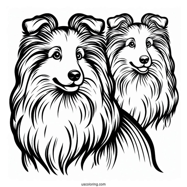 Sheltie Dog Outline For Coloring