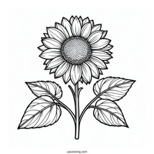 Sunflower Outline Coloring Sheet