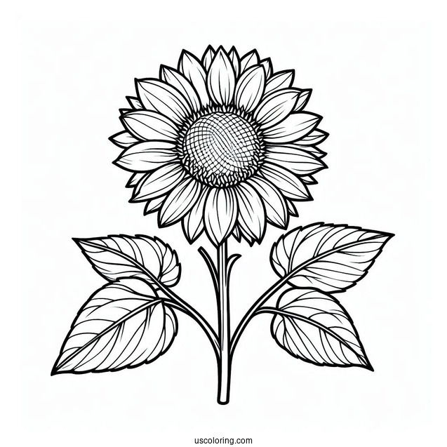 Sunflower Outline Coloring Sheet