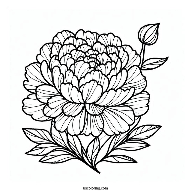Flower Coloring Pages Of Easy Blooming Peony