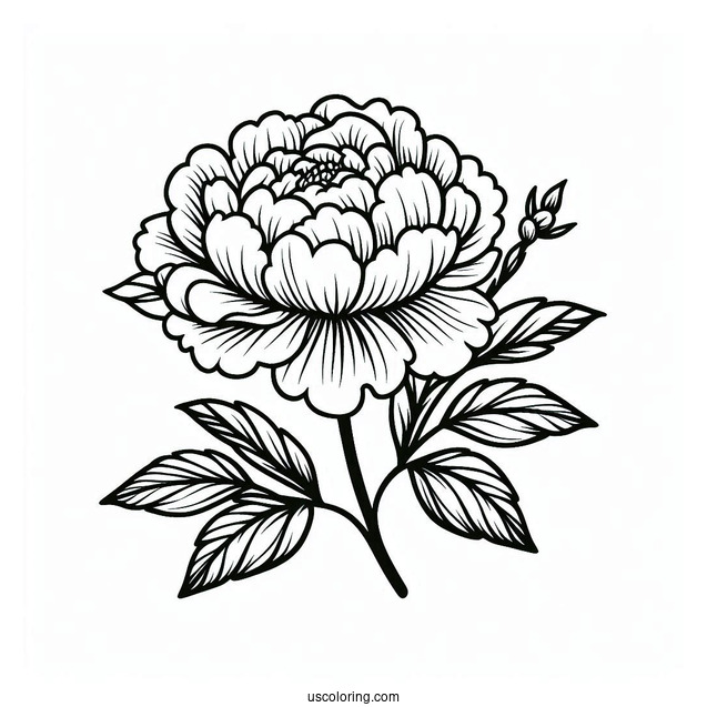 Flower Coloring Pages Of Peony With Leaves