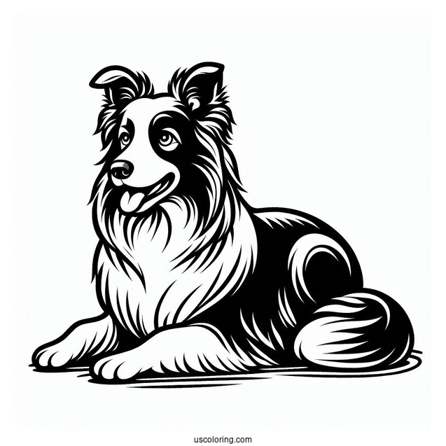 Coloring Sheet Of Border Collie Outline
