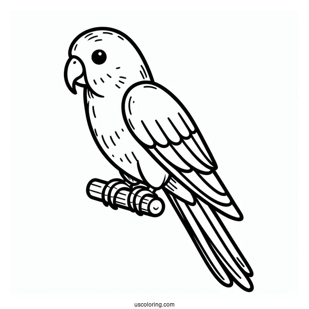 Simple Outline Of Parrot To Color
