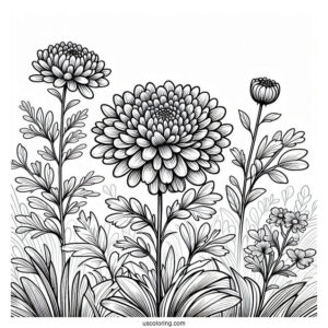 Flower Coloring Pages Of Chrysanthemum In The Field