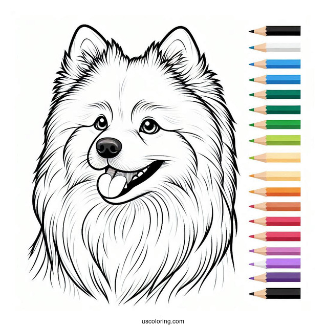 American Eskimo Dog To Color For Preschoolers