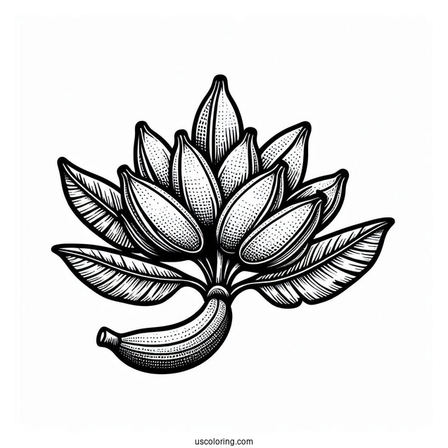Banana Plant Coloring Page