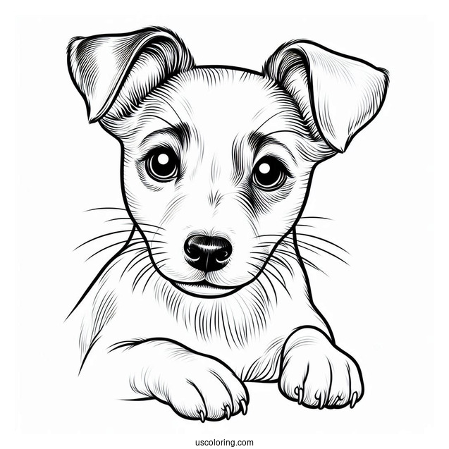 Jack Russell Dog With Perked Ears Coloring In