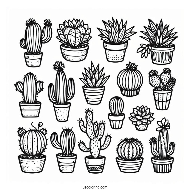 Assorted Cactus And Succulents In The Desert