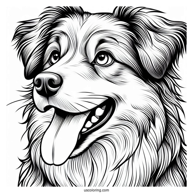 Australian Shepherd Dog With Tongue Out