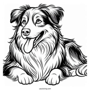 Australian Shepherd Dog With Tongue Out
