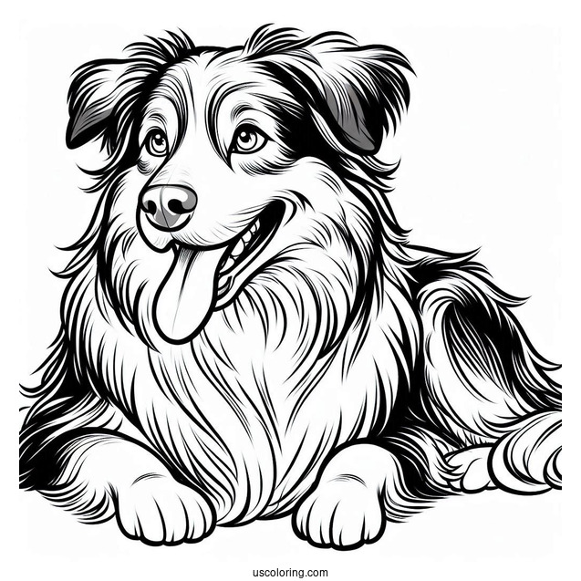 Australian Shepherd Dog With Tongue Out