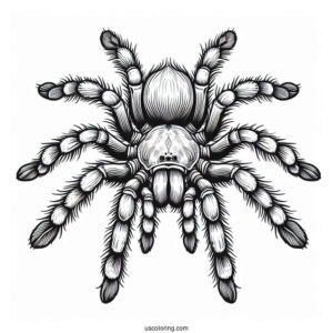 Tarantula Coloring Page