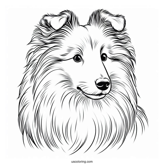 Sheltie Dog Outline For Coloring