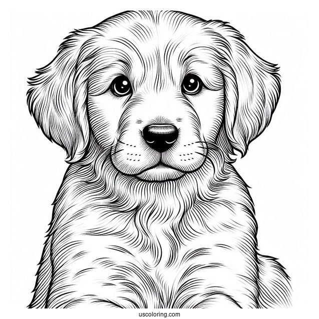 Golden Retriever Puppy Staring Into Distance