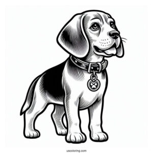 Adult Beagle With Collar And Tag
