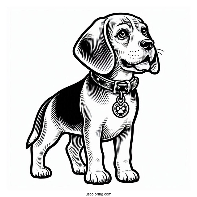 Adult Beagle With Collar And Tag