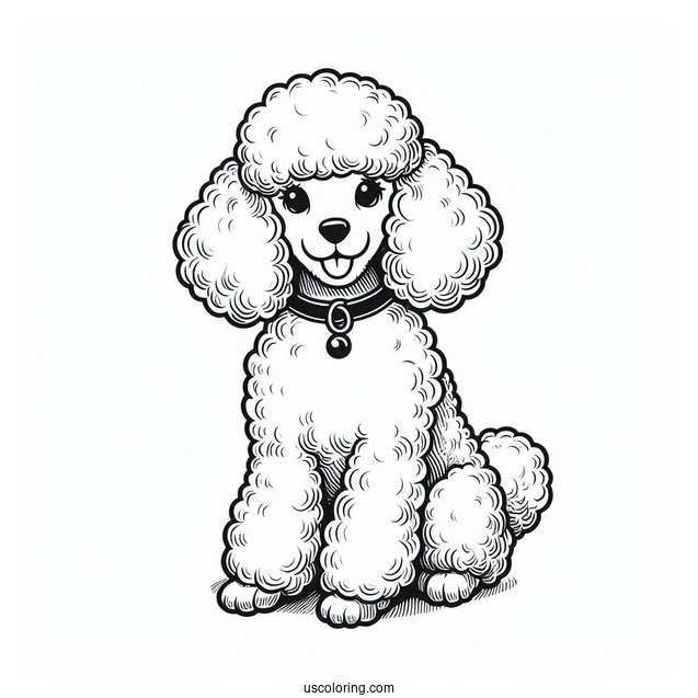 Poodle Dog With Collar