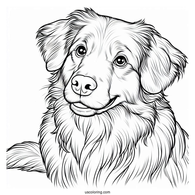 Nova Scotia Duck Tolling Retriever Dog