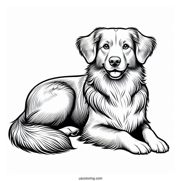 Nova Scotia Duck Tolling Retriever Dog