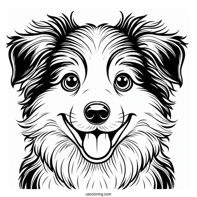 Playful Border Collie Puppy Face