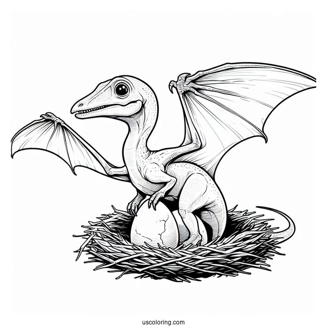 Pterodactyl Coloring Page Hatchling For Kids