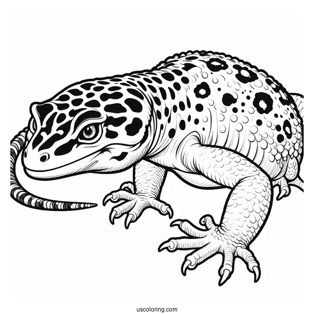 Lizard Coloring Page of Close Up Of Leopard Gecko
