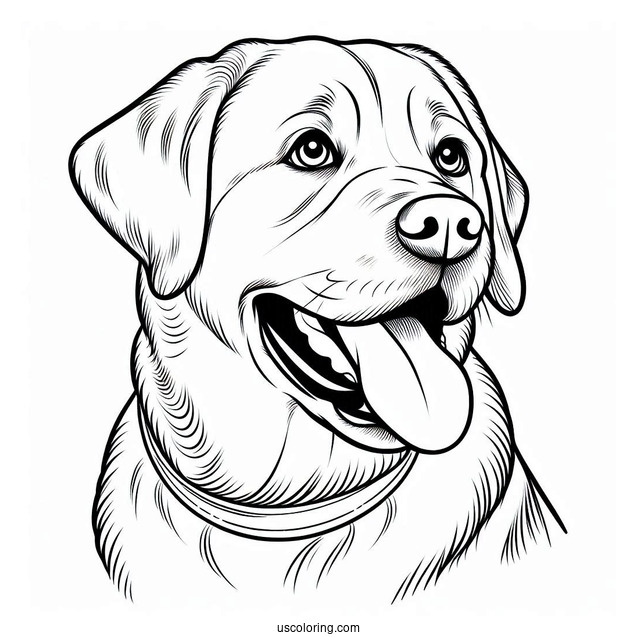 Coloring Sheet Of Labrador Retriever With Tongue Out