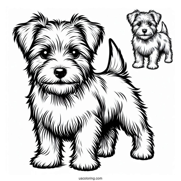 Furry Jack Russell Terrier