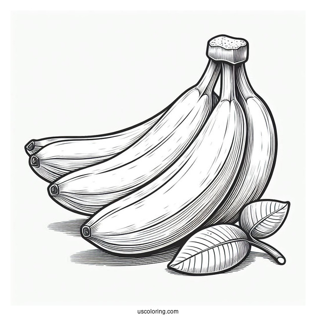 Cavendish Bananas Coloring Page