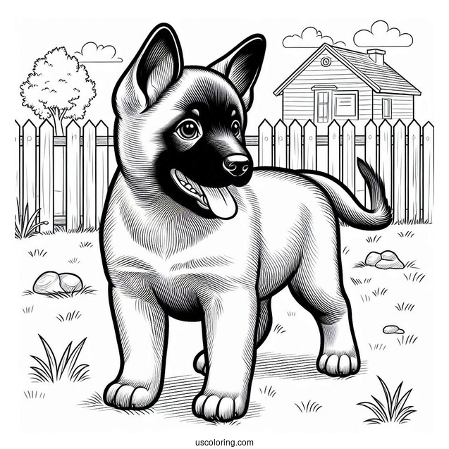 Belgian Malinois Puppy In Backyard