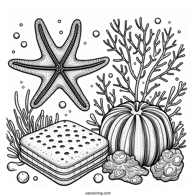 Cushion Starfish Coloring Page Next To Sea Sponges