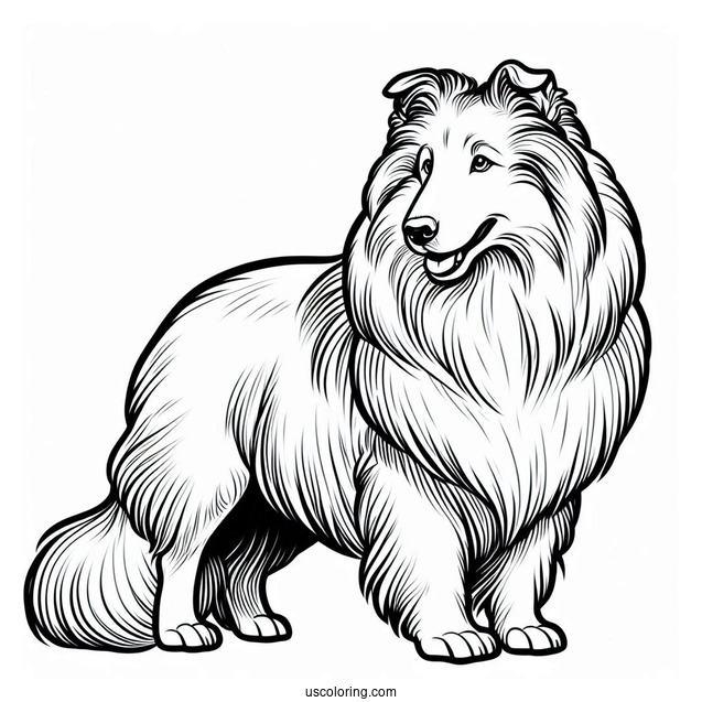 Easy Outline Of Rough Collie To Color