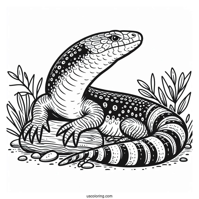 Shingleback Lizard Coloring Page