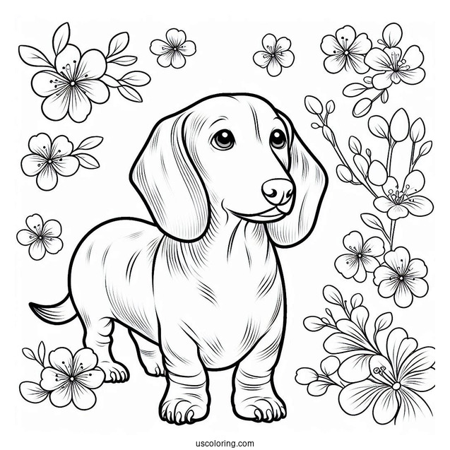 Easy Dachshund Coloring Page For Kids