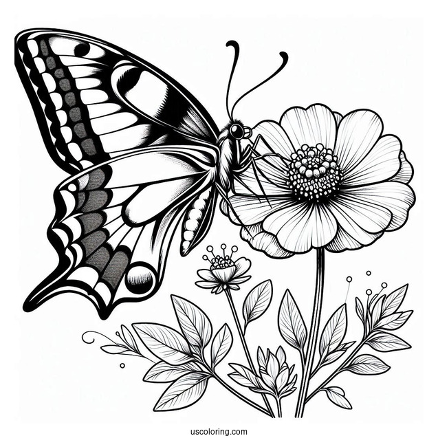 Swallowtail Butterfly Resting On Flower