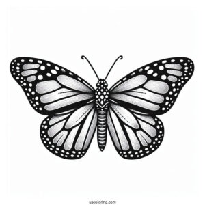 Top View Of Monarch Butterfly For Preschoolers
