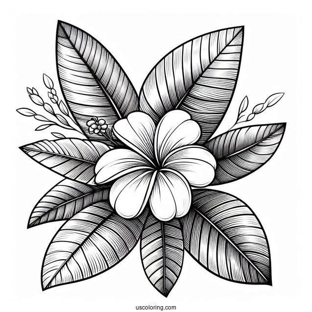 Flower Coloring Pages Of Plumerias On Large Leaves