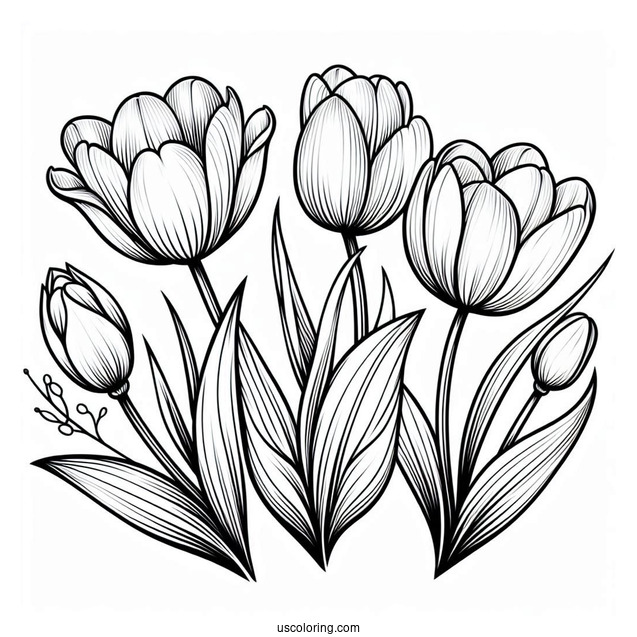Flower Coloring Pages Of Four Blooming Tulips For Kids