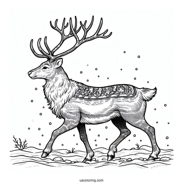 Wild Reindeer Walking In The Snow