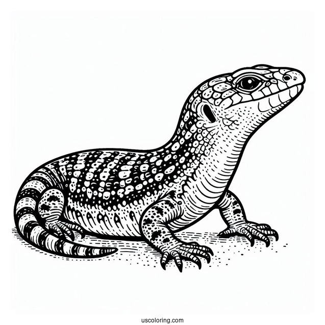 Shingleback Lizard Coloring Page