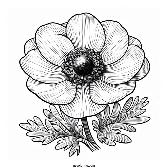 Flower Coloring Pages Of Realistic Anemone For Adults