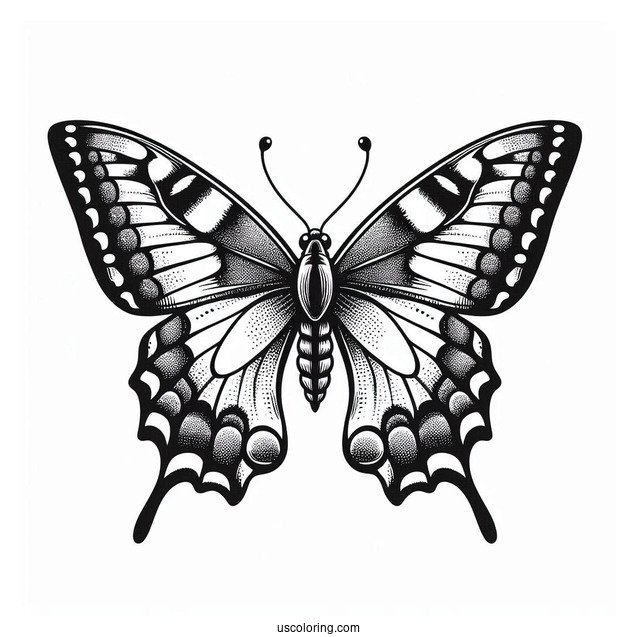 Old World Swallowtail Butterfly