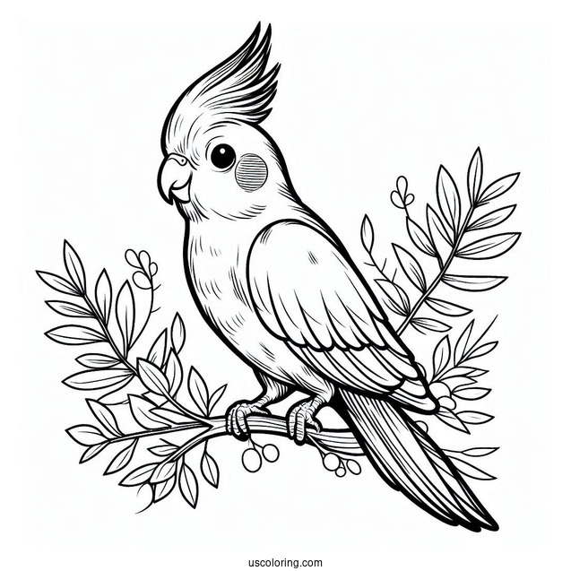 Cockatiel Coloring Page