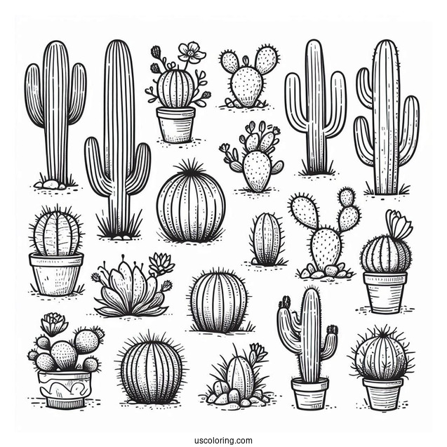 Various Cactus In Arizona Dessert To Color