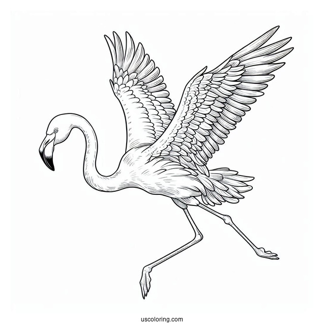 Flamingo Flying With Wings Spread Wide Open