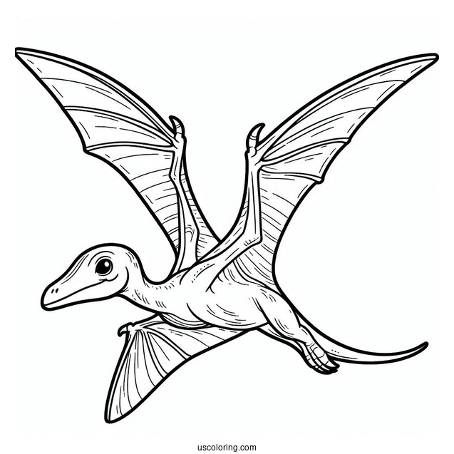 Simple Pterodactyl Coloring Page For Kids