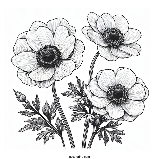 Flower Coloring Pages Of Realistic Anemone For Adults