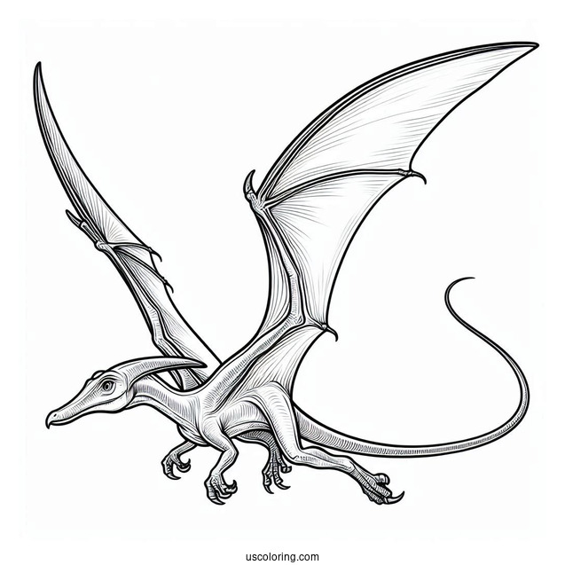 Simple Pterodactyl Coloring Page For Kids