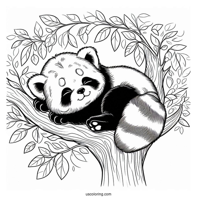 Red Panda Sleeping In Tree