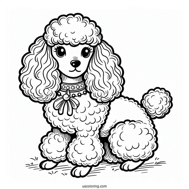 Poodle Dog With Collar